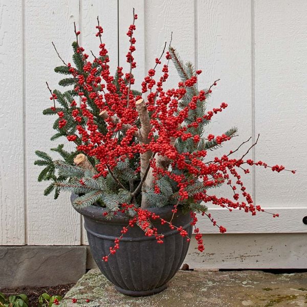 Winterberry Stems (set of 4 stems) White Flower Farm