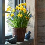  Tiny Trumpets Bulb Collection in medium basket