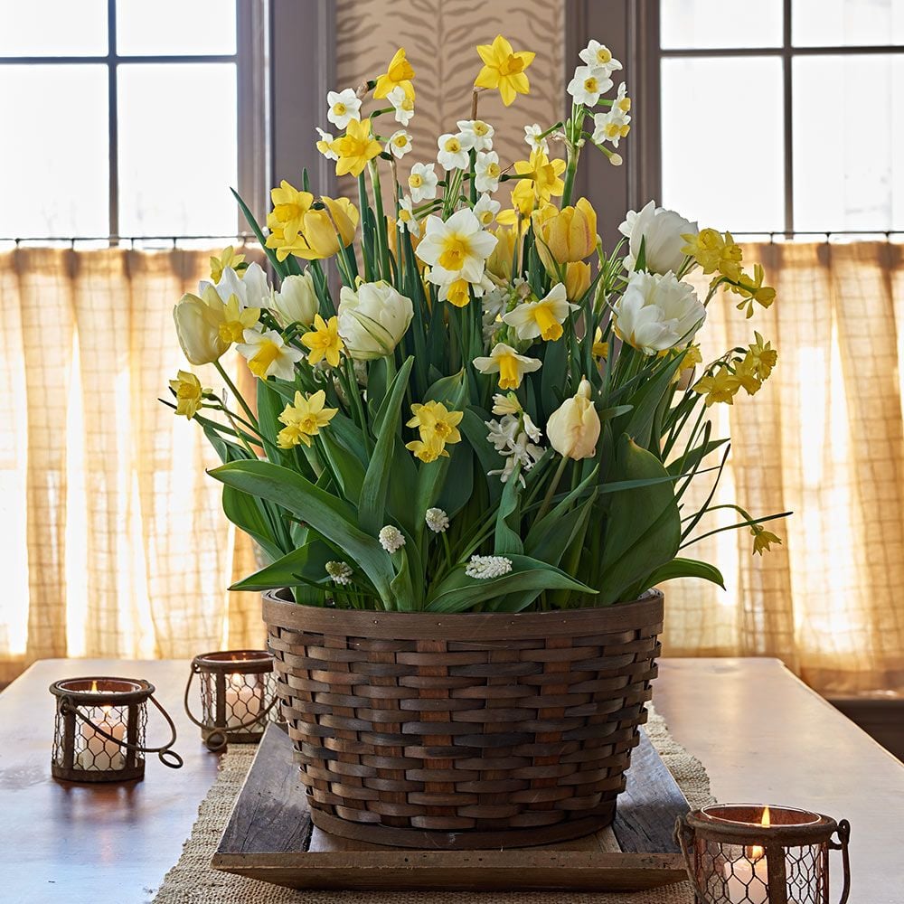 Sweet Radiance Bulb Collection in X-large woven basket
