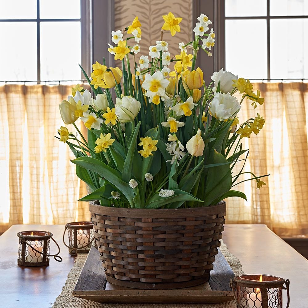 Sweet Radiance Bulb Collection in X-large woven basket