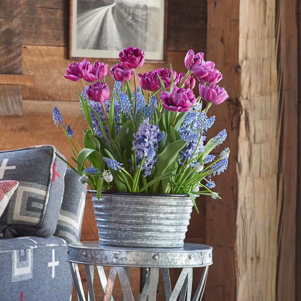 Blue River Bulb Collection in large metal cachepot