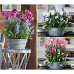  Three Months of Winter Bulb Gardens, December - February