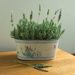 Dried Lavender Bundles, set of 2