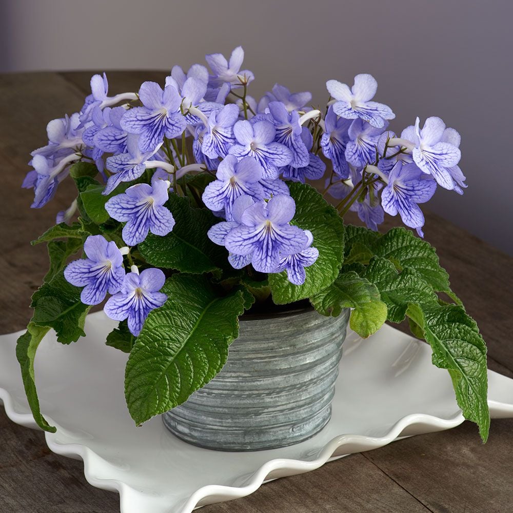 Cape Primrose 'Blue Ice' in metal cachepot