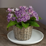  Cape Primrose 'Grape Ice' in basket