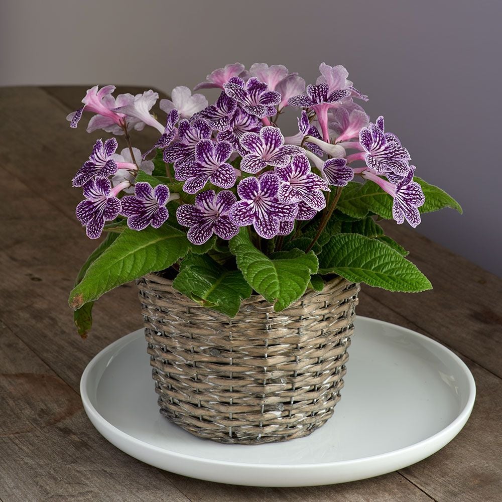 Cape Primrose 'Grape Ice' in basket