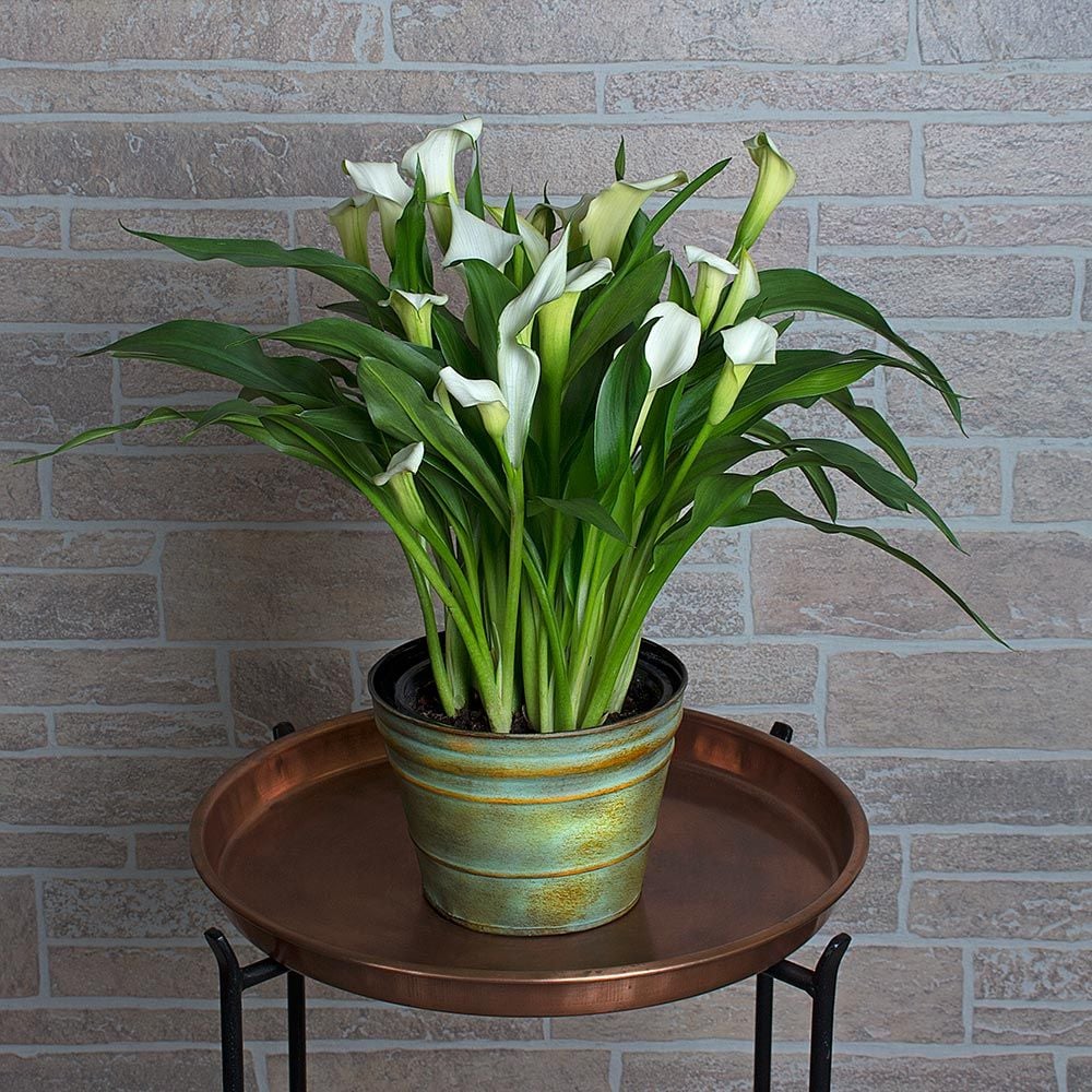 Calla Lily in 7” metal cachepot