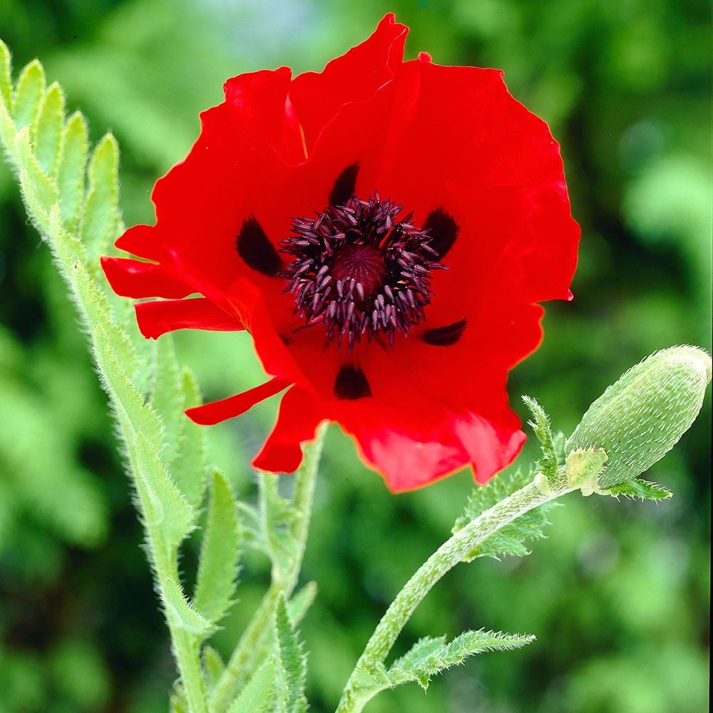 Papaver orientale 'Goliath'