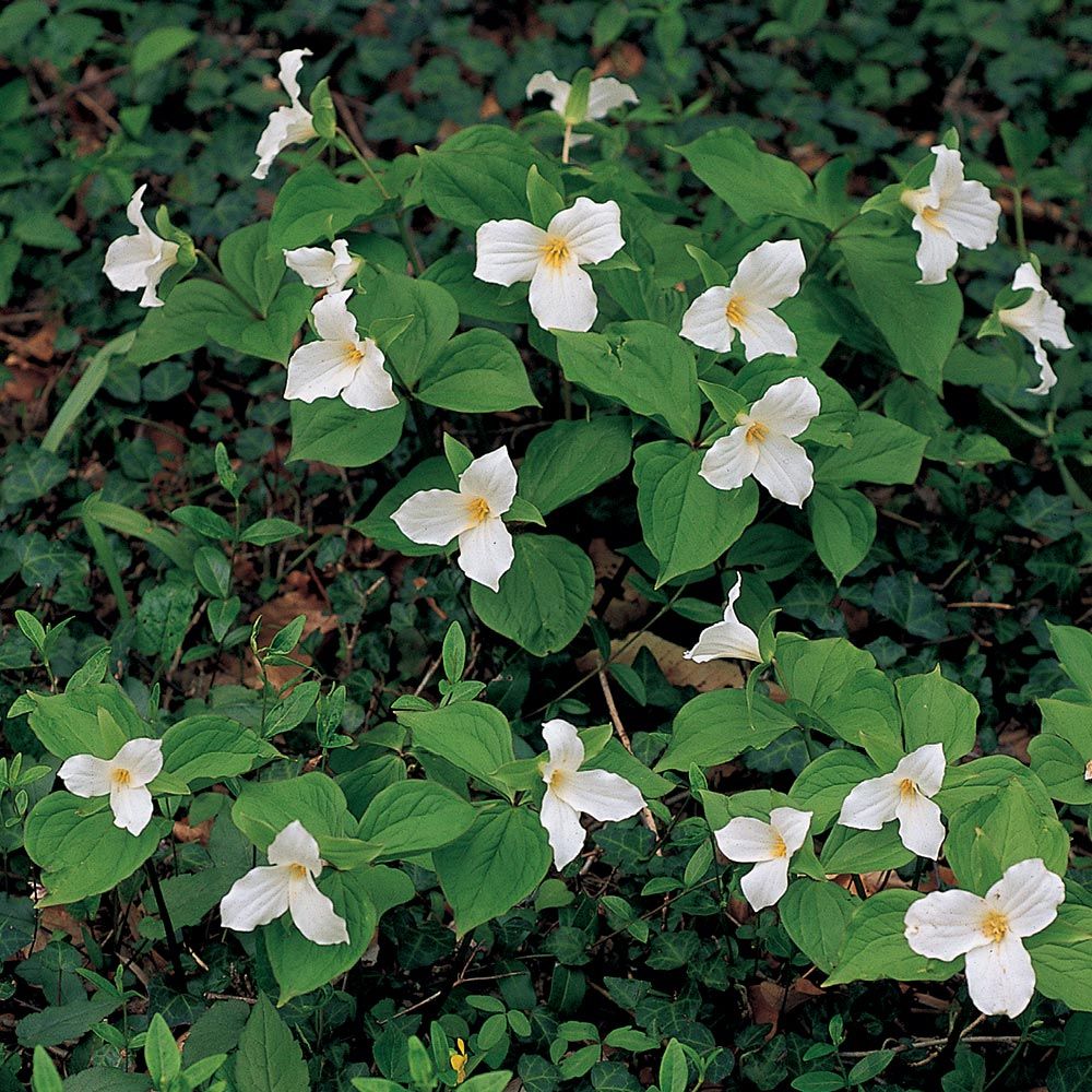 Trillium grandiflorum White Flower Farm