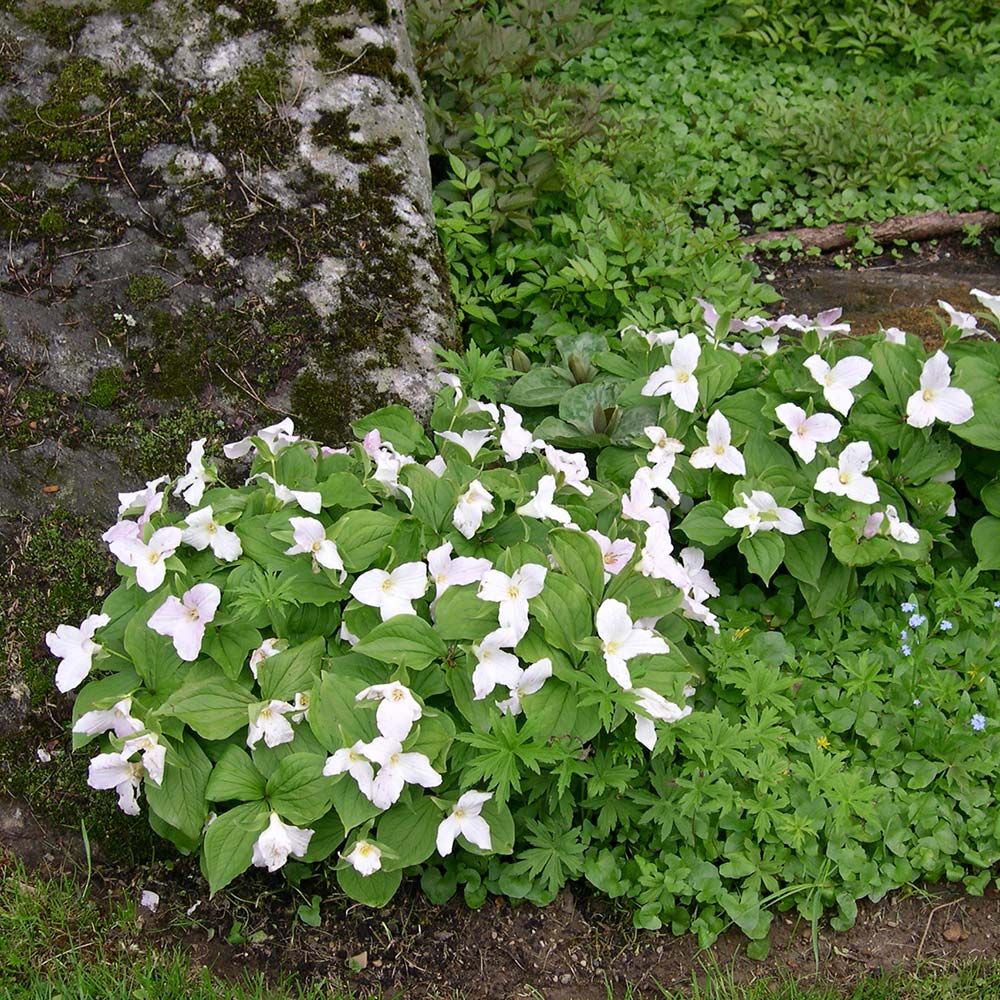 Trillium grandiflorum White Flower Farm