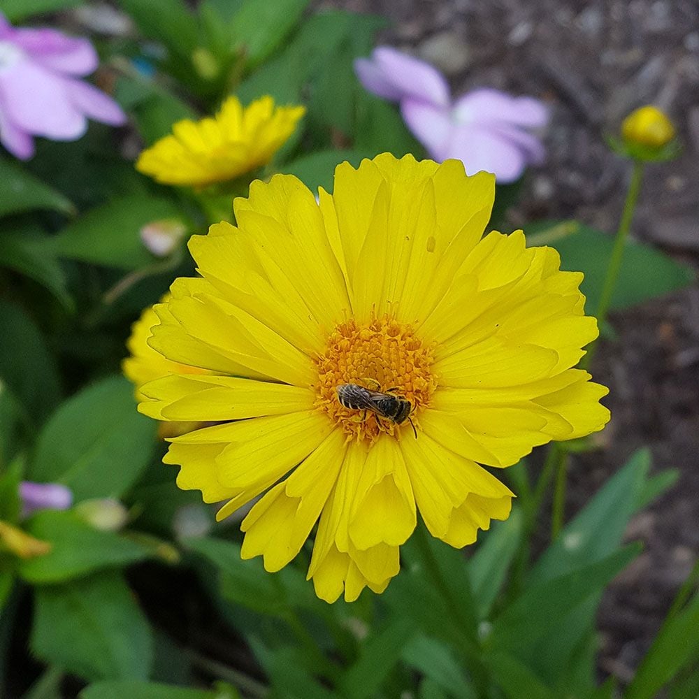 Coreopsis 'Leading Lady Sophia' White Flower Farm