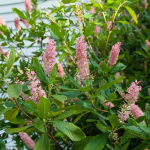  Clethra alnifolia 'Ruby Spice'