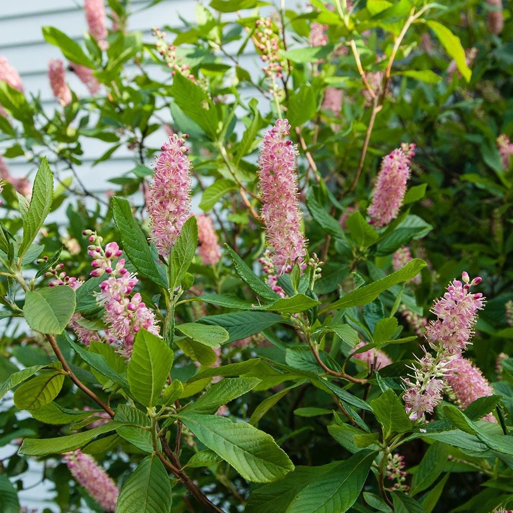 Clethra alnifolia 'Ruby Spice'