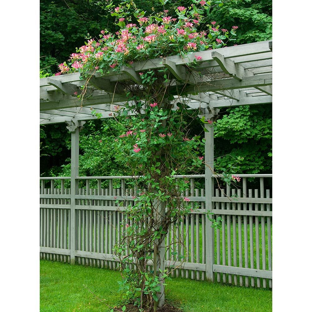 Lonicera x heckrottii Gold Flame White Flower Farm