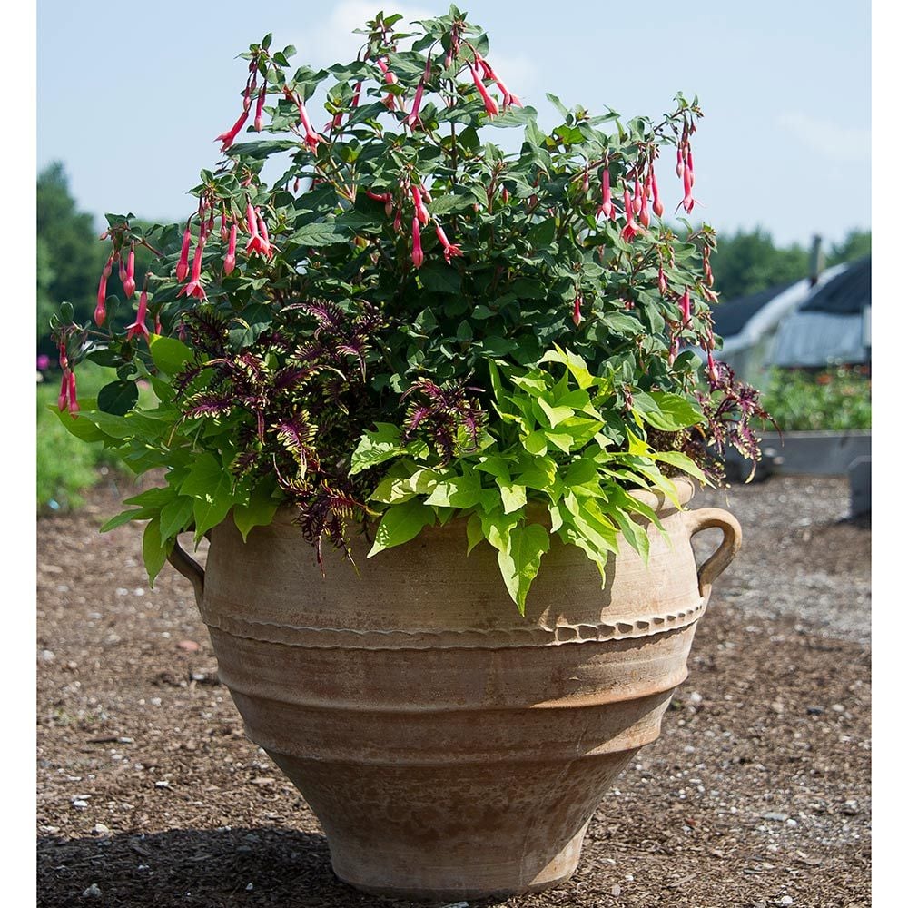 Cretan Pot Kioupi - Thumbnail 2