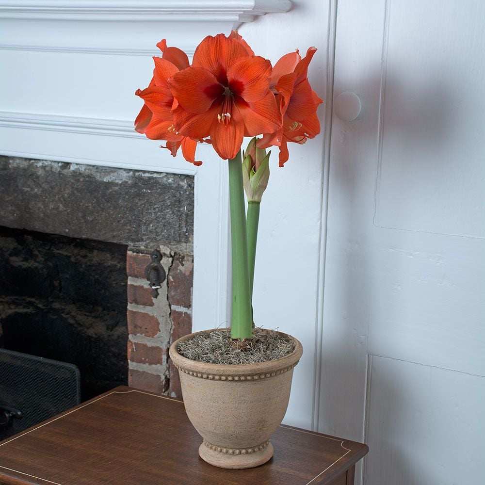 White Conn Farm Flower