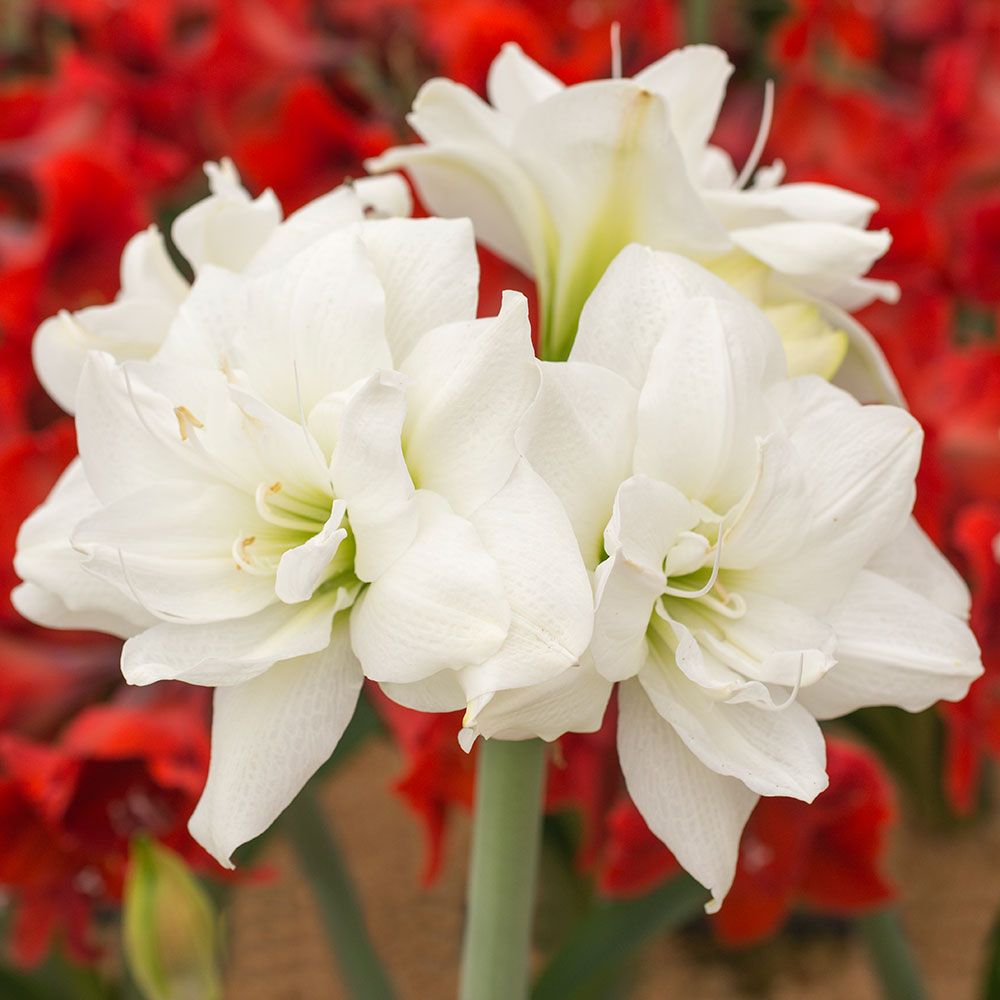 Amaryllis Akiko White Flower Farm