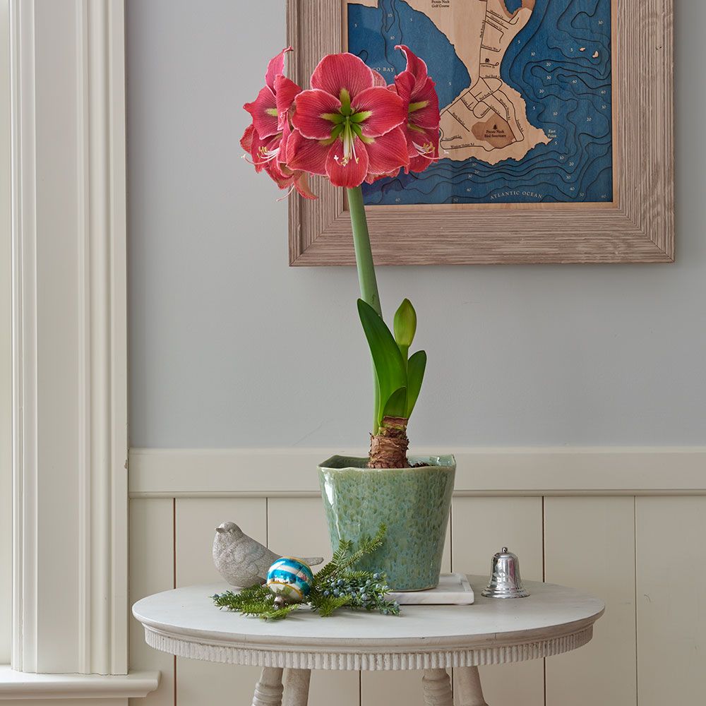 Amaryllis Maybelle, one bulb, potting medium and Sargasso Sea pot