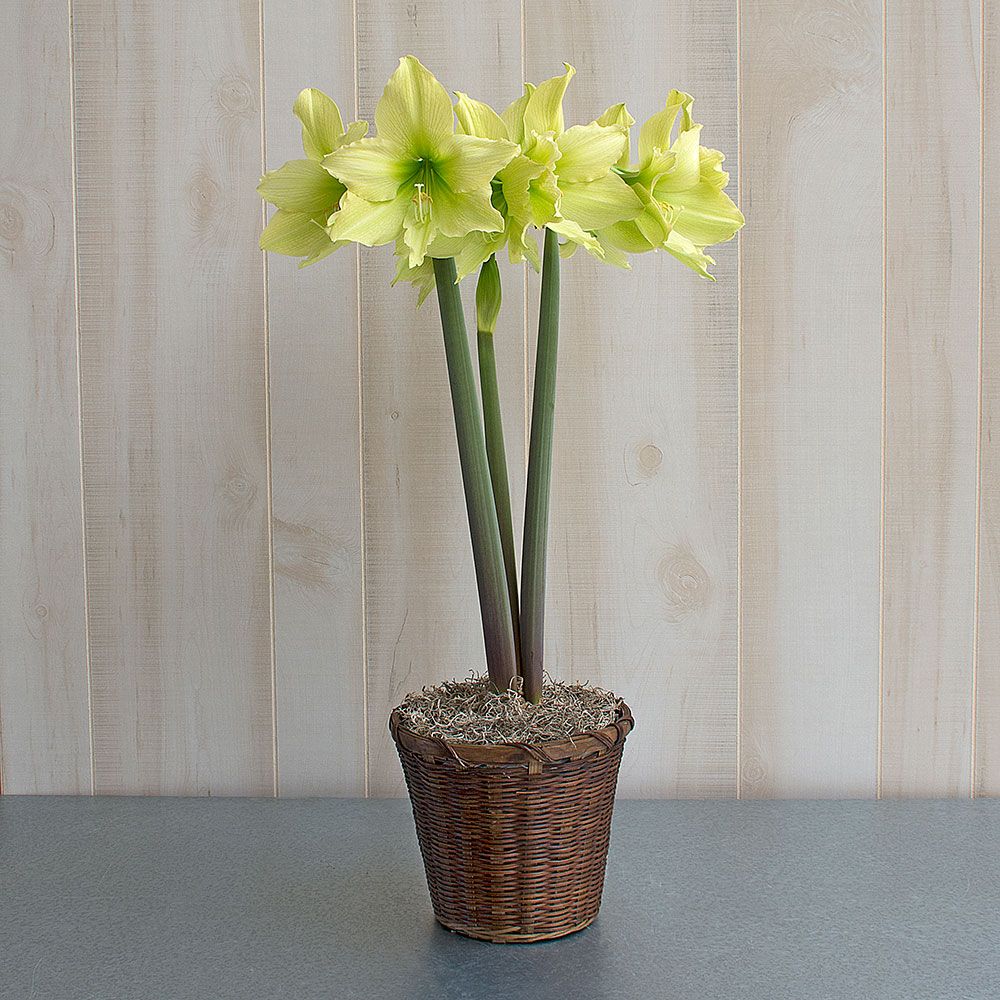 Amaryllis Yellow Star White Flower Farm