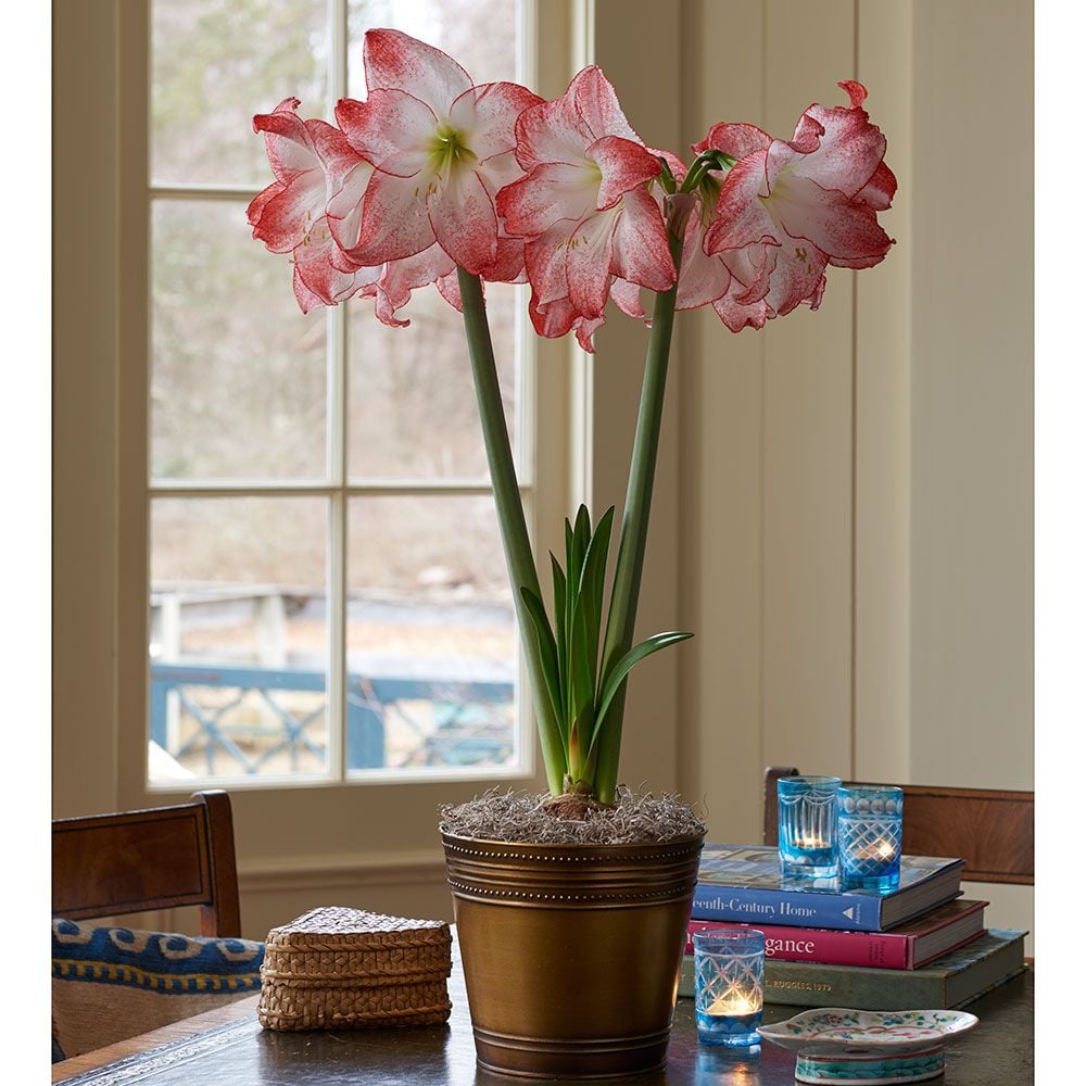 Amaryllis Spotlight White Flower Farm