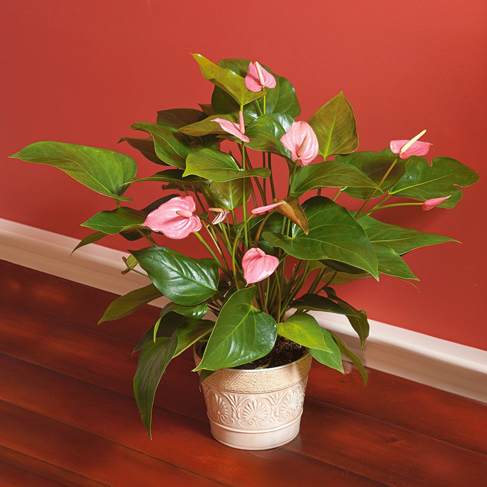 Pink Anthurium in embossed metal cachepot