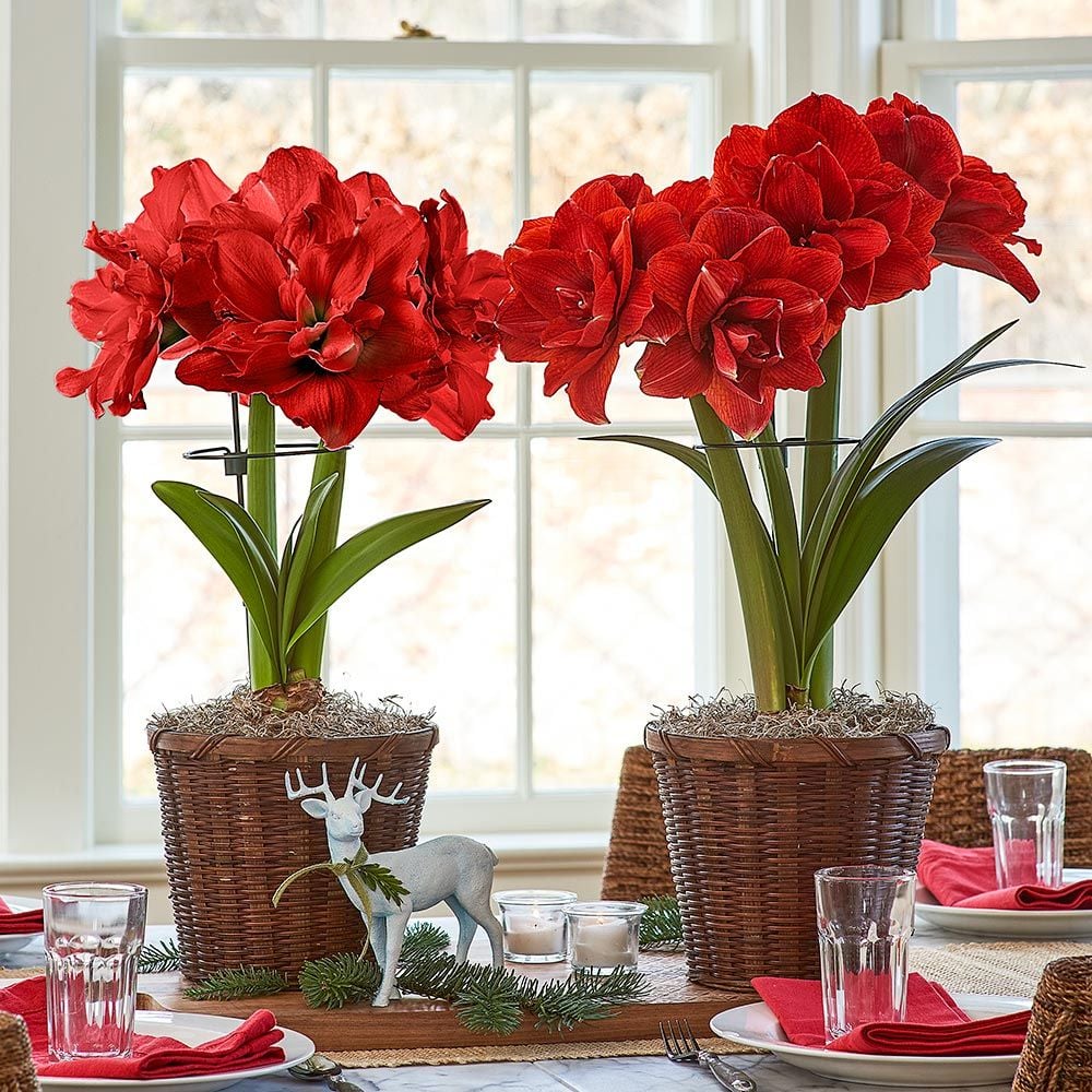 Amaryllis Stake (set of 3) White Flower Farm