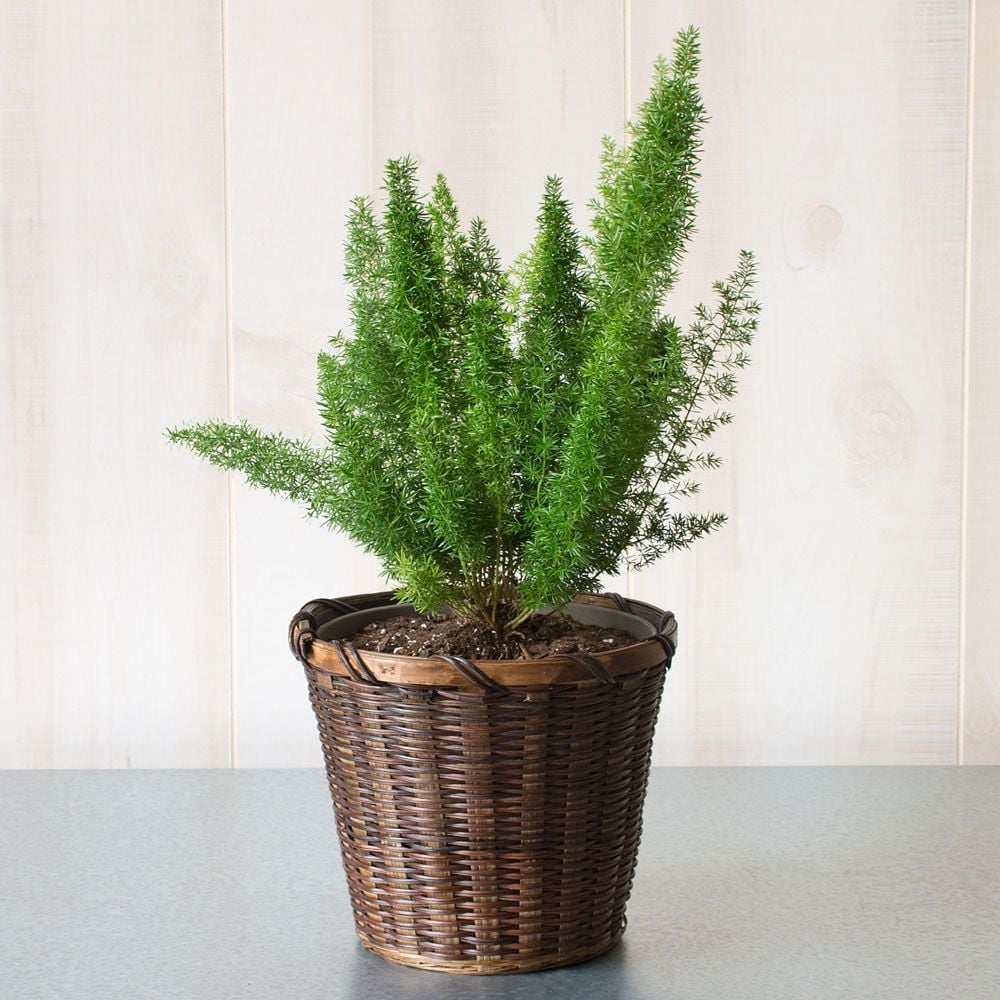 Foxtail Fern