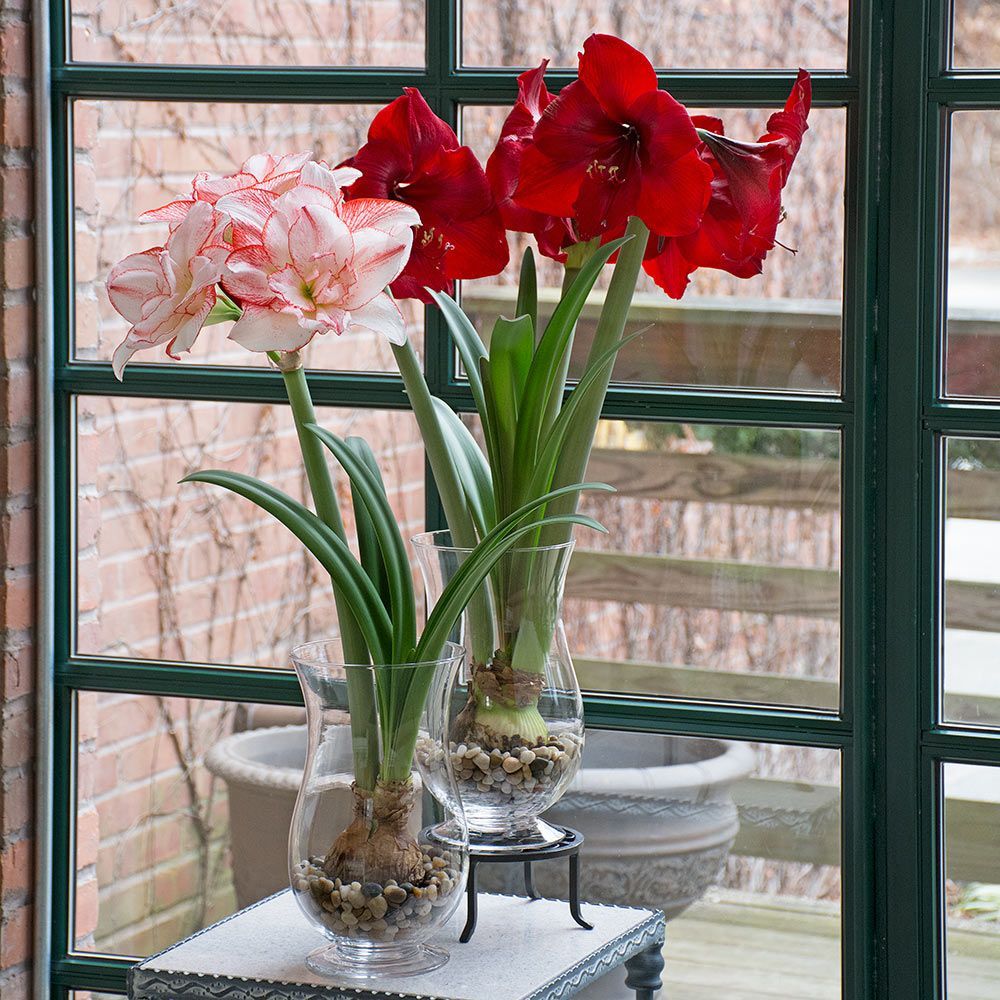 Amaryllis collections white flower farm