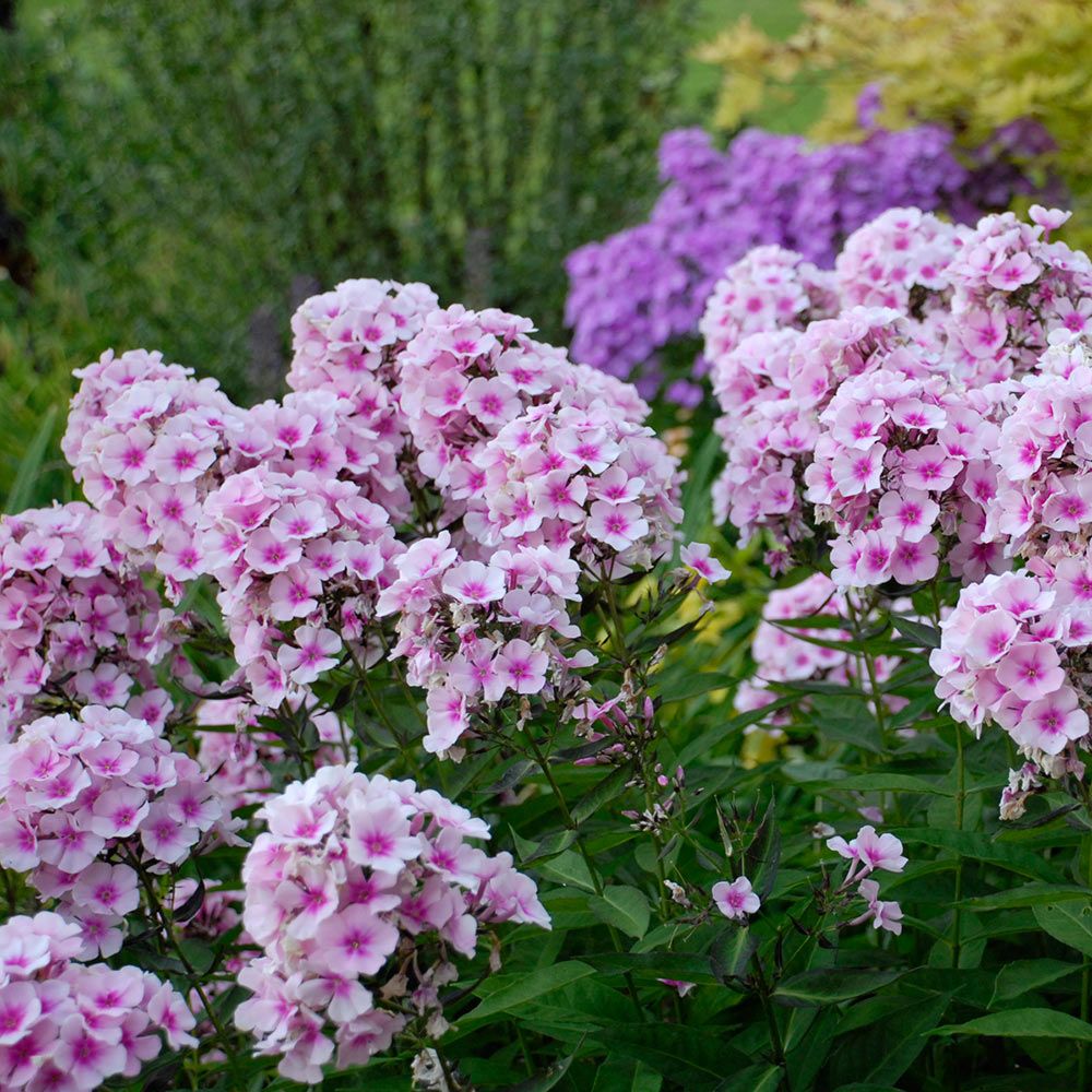 Phlox Paniculata Bright Eyes White Flower Farm