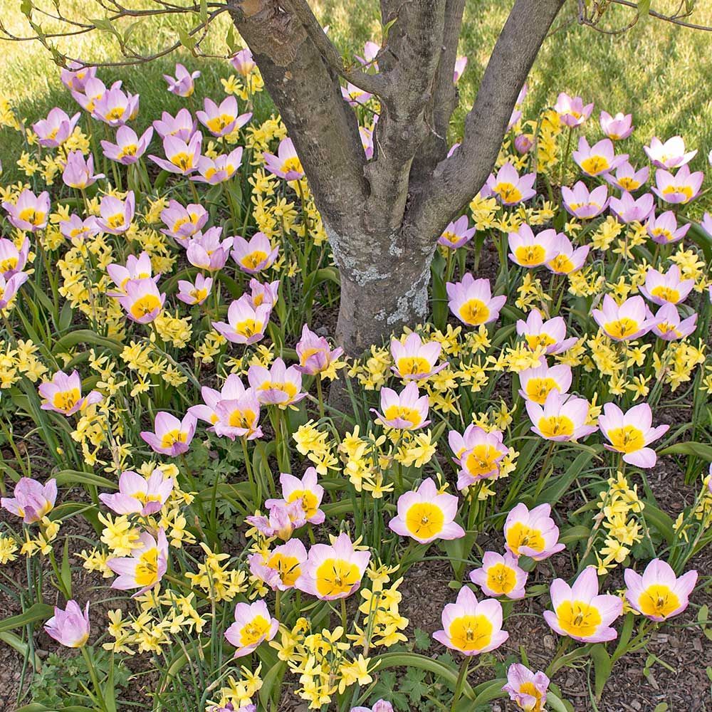 Ground Covers with Bulbs White Flower Farm