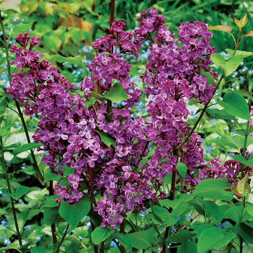 Syringa x hyacinthiflora 'Pocahontas'