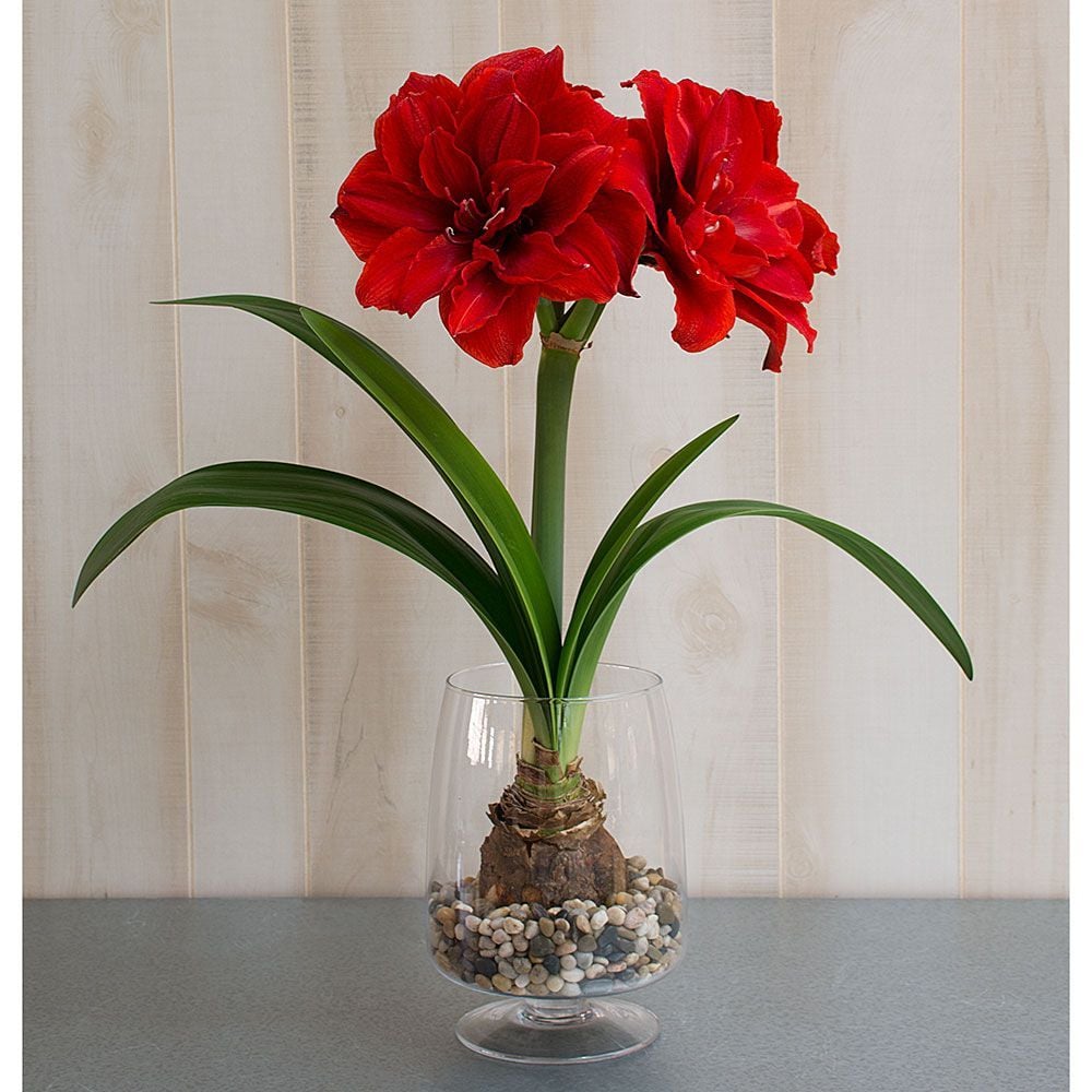 Limited Quantities Amaryllis