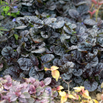  Ajuga reptans 'Black Scallop'