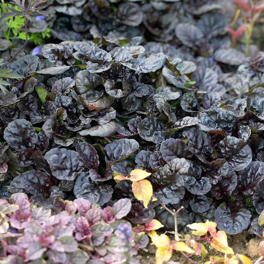 Ajuga reptans 'Black Scallop'