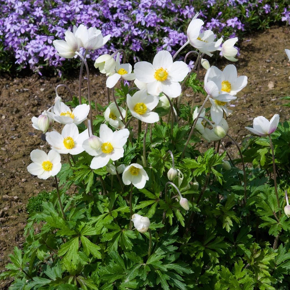 Anemone sylvestris | White Flower Farm