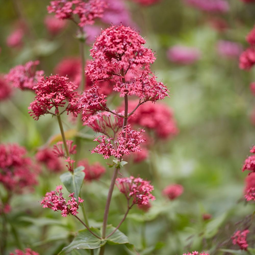Centranthus ruber