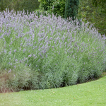  Lavandula x intermedia (Lavender) 'Grosso'