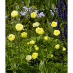  Trollius x cultorum 'Alabaster'