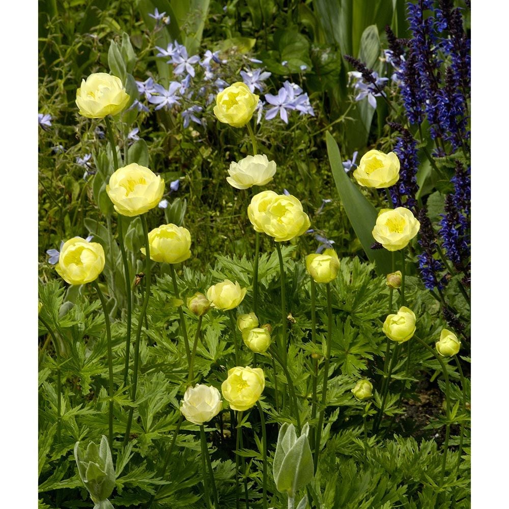 Trollius x cultorum 'Alabaster'