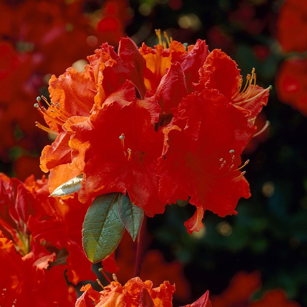 Azalea 'Gibraltar'