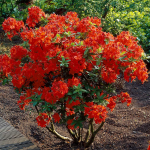  Azalea 'Gibraltar'