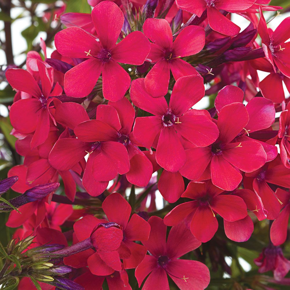 Phlox Early Red® White Flower Farm