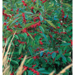  Winterberry Pair