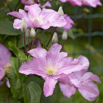  Clematis 'Comtesse de Bouchaud'