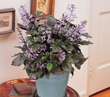 Flowering Plants By The Month