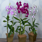 Orchids by the Month