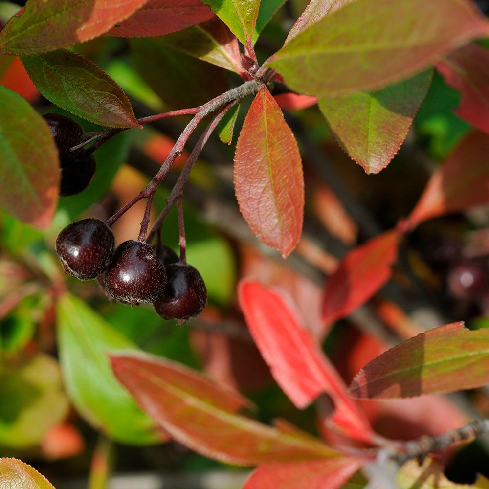 Aronia arbutifolia White Flower Farm
