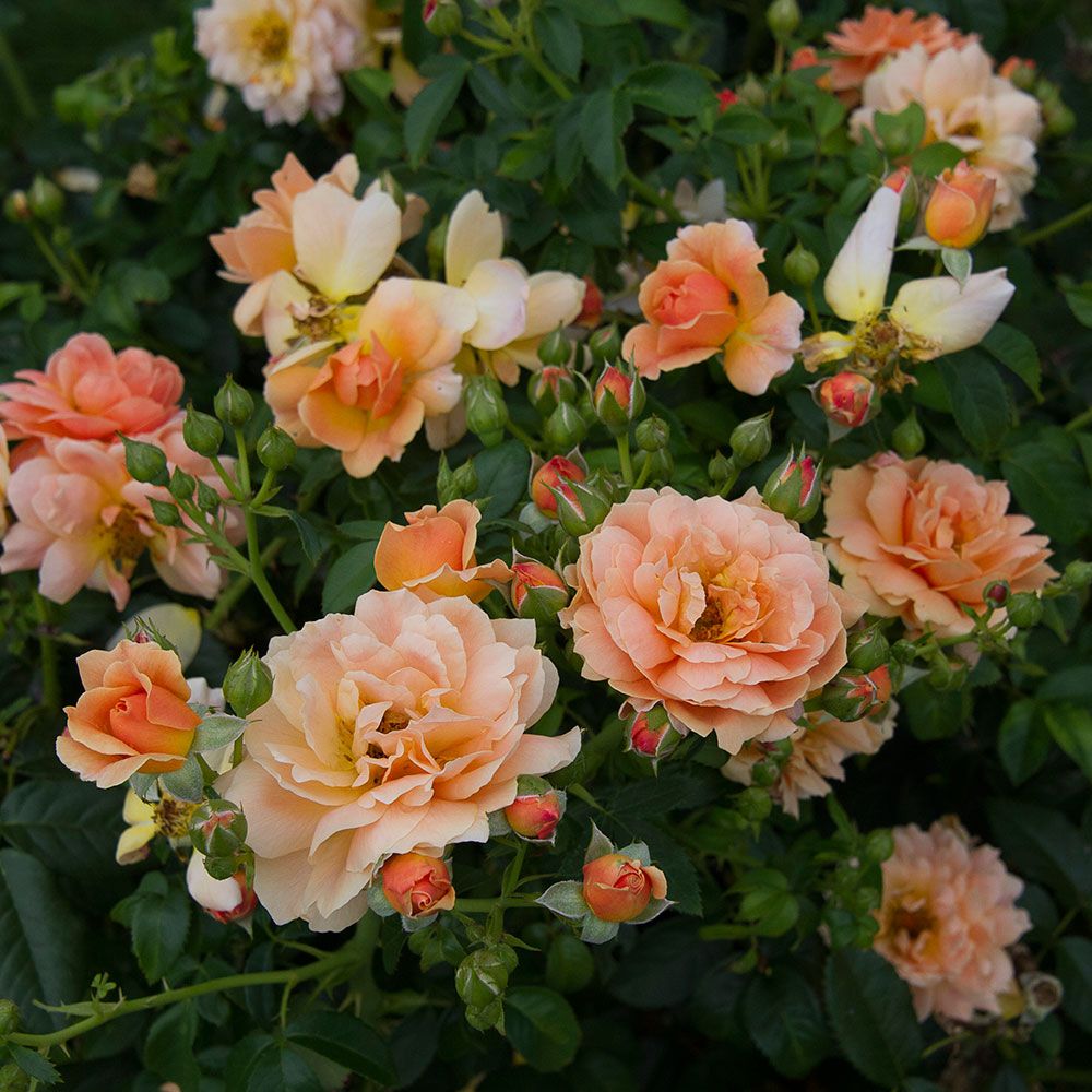 Rose At Last® White Flower Farm
