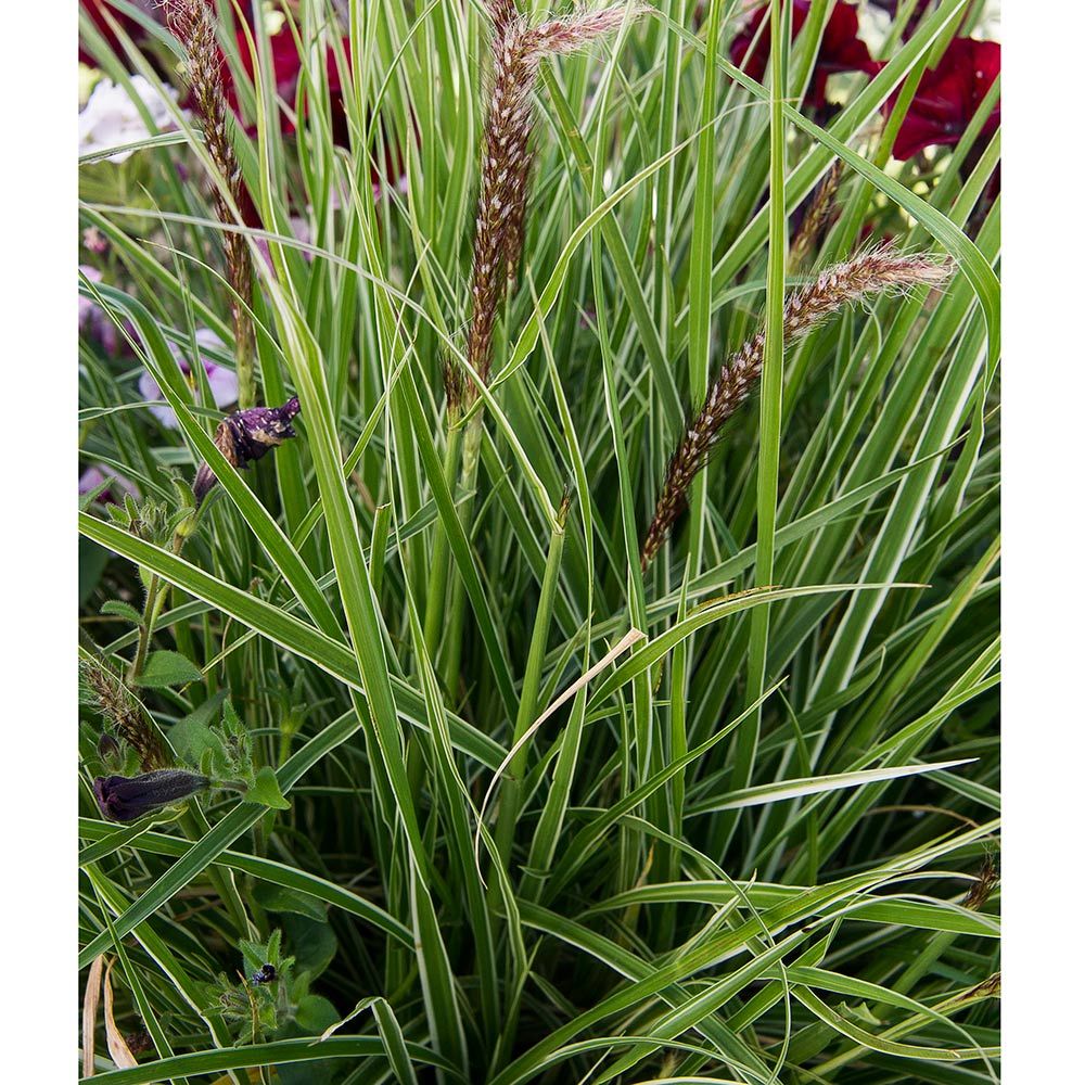 Pennisetum setaceum &lsquo;Sky Rocket&rsquo; | White Flower Farm