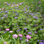  Ageratum 'Blue Planet'